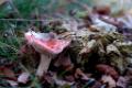 Paddenstoelen Herbertusbos Heeze 2